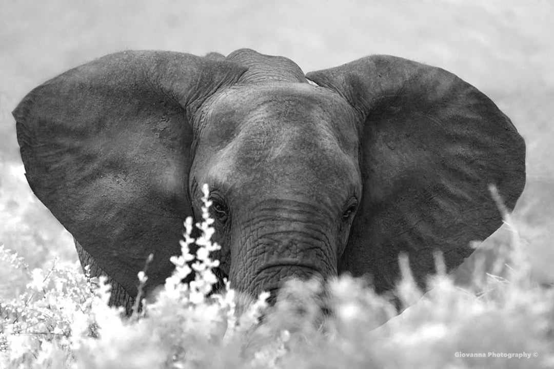 Big Ears Giovanna Photography Elephant